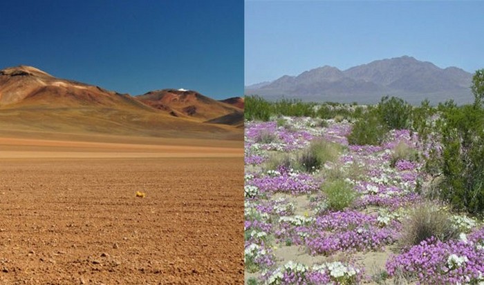 Невероятное природное явление: цветущая пустыня Атакама.