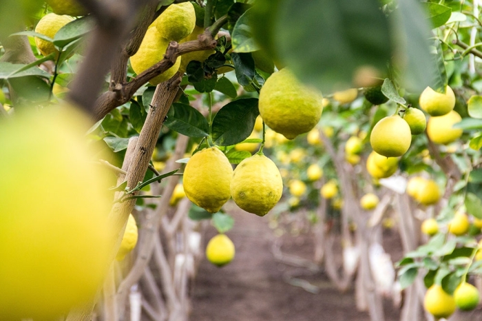 Лимон растет в России с 19 века. |Фото: sarpan.ru.