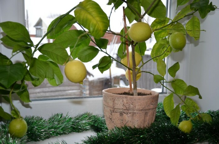 Павловский лимон растет даже на окне. ¦Фото: vosadu-li-vogorode.ru.