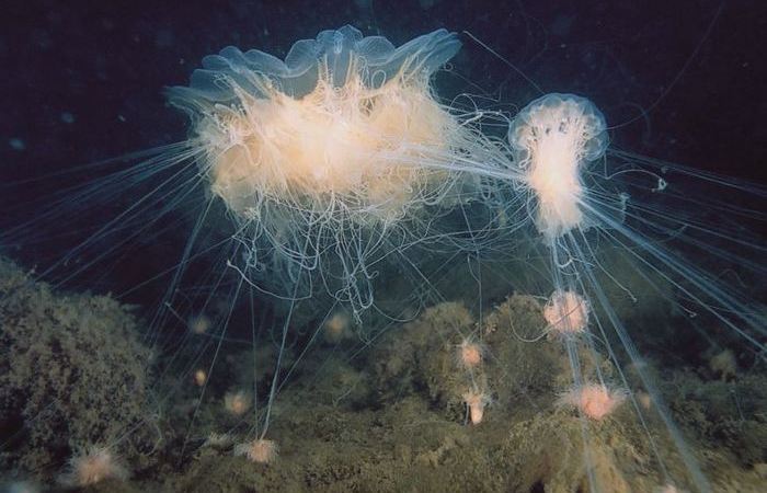 Живут даже медузы!