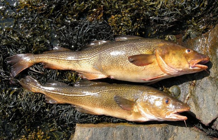 А ещё есть морская рыба.