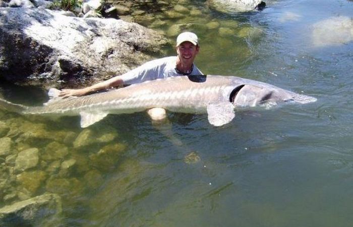 Одна из крупнейших рыб в мире. Одна из крупнейших рыб в мире.