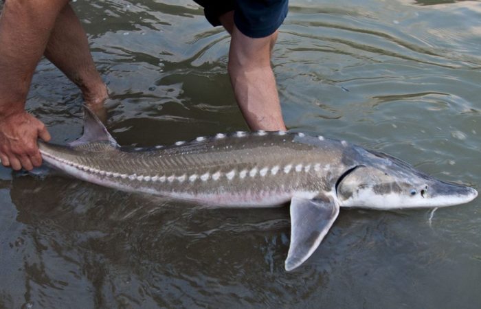 Ловить нельзя, можно отпускать. Ловить нельзя, можно отпускать.