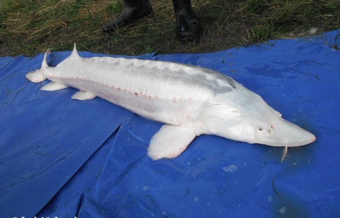 Настоящее чудо природы. Настоящее чудо природы.