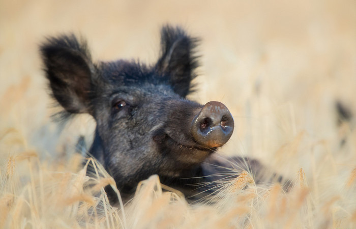 Опасное существо.