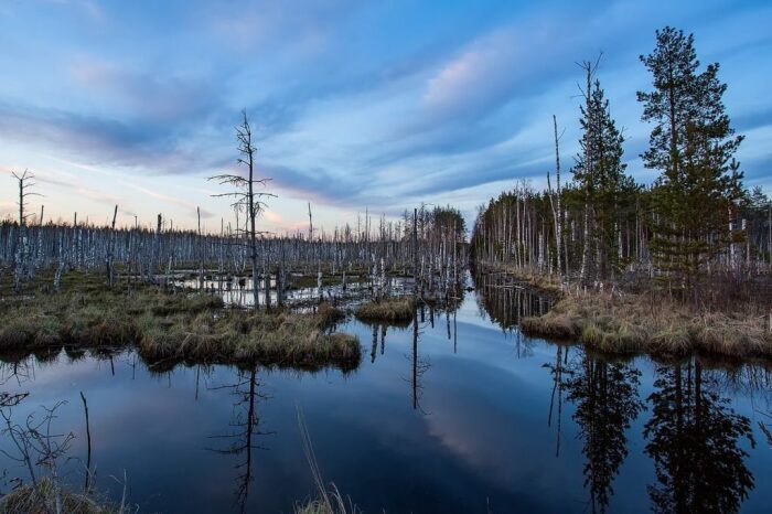 Самые большие болота в регионе. |Фото: vsegda-pomnim.com.