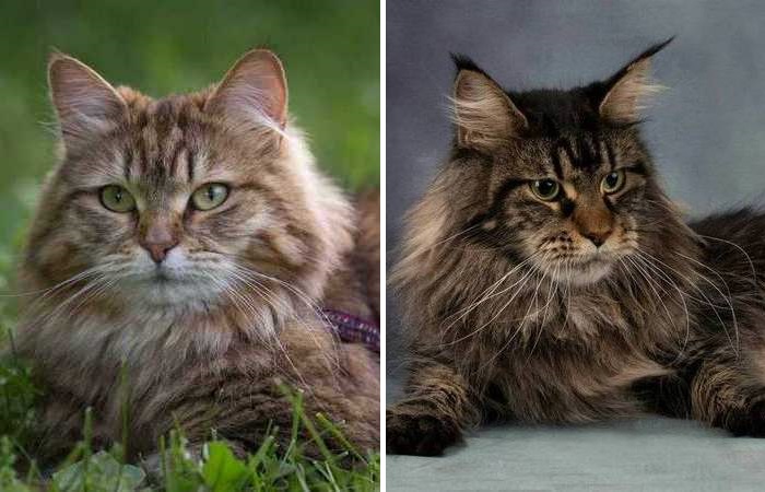 Мейн-кун и сибирская кошка: 5 важных отличий пород, о которых стоит помнить  перед выбором