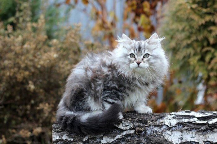 Красивый кот. ¦Фото: chudo-prirody.com.