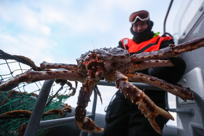 Краб имеет огромную ценность для морского промысла. /Фото: rg.ru.