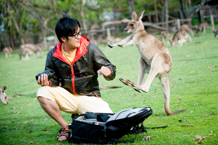 Даже маленький кенгуру опасен. |Фото: mavink.com.