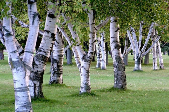 Береза очень красивая... /Фото: klike.net.