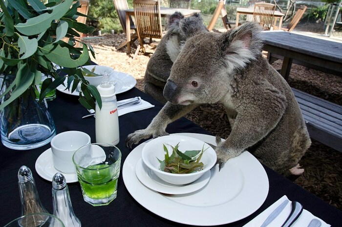 Листья эвкалипта коала узнает только на ветке. |Фото: posttype.ru.