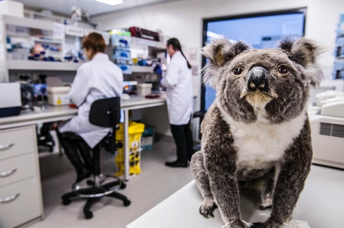 Ученые пытаются спасти коал от хламидиоза, но пока успехи не велики. |Фото: australian.museum.