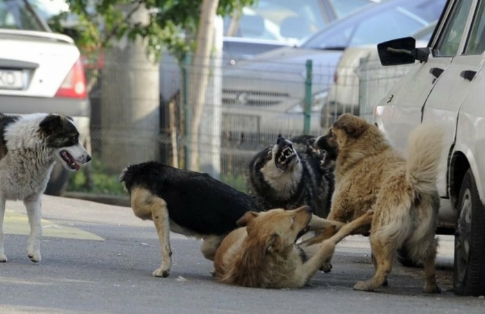 Бродячие собаки очень опасны. |Фото: smartik.ru.