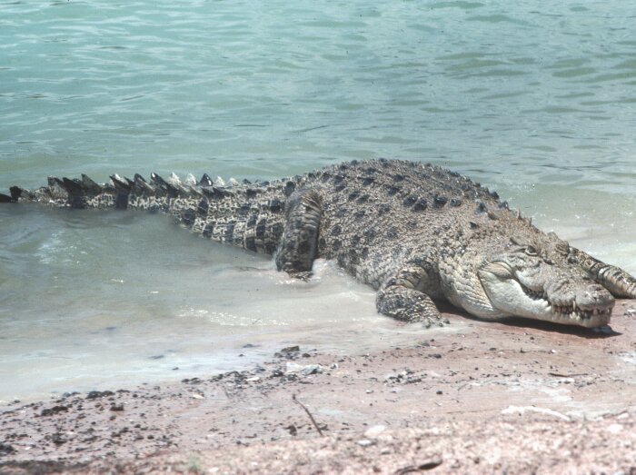 В Азии крокодилы живут в океане. |Фото: crocodileprying.blogspot.com.
