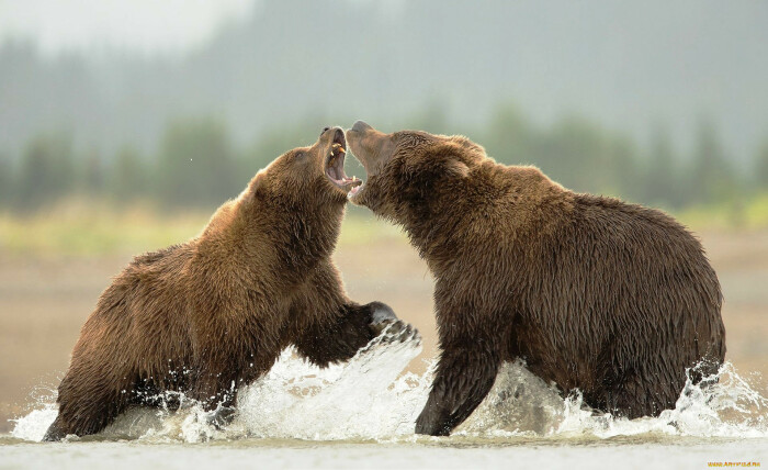 Медведи опасны друг для друга. |Фото: artfile.ru.