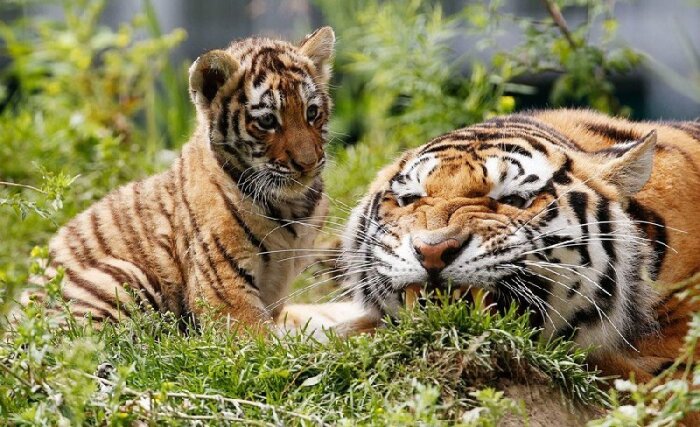 К сожалению тигры исчезают. ¦Фото: ridus.ru.