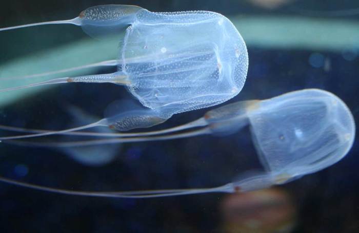 Проблема в медузах. |Фото: ushilapychvost.ru.