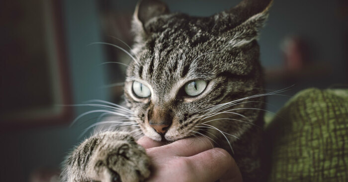 Коты кусаются не просто. /Фото: novochag.ru.