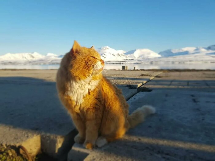 Единственный кот архипелага - Кеша. |Фото: Twitter.