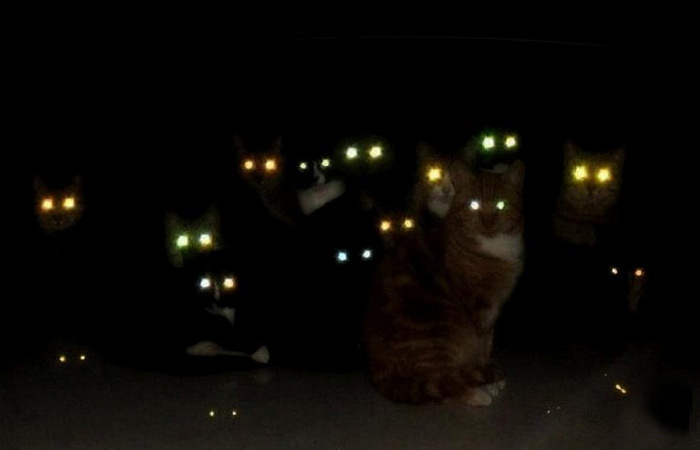 Почему глаза котов светятся в темноте