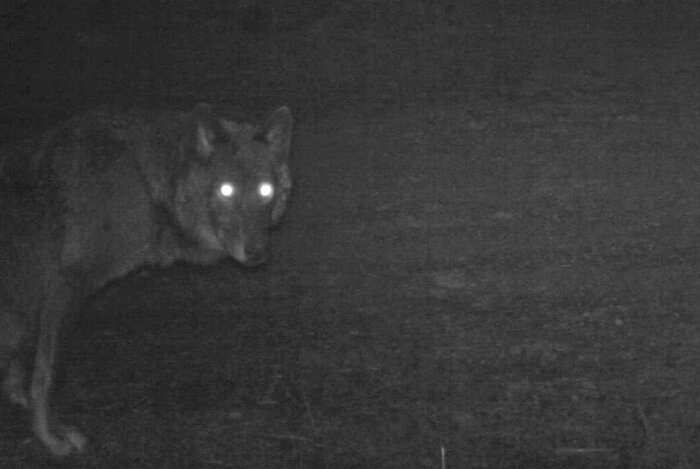 Волк ночью заснятый на камеру с подсветкой. |Фото: funart.pro.
