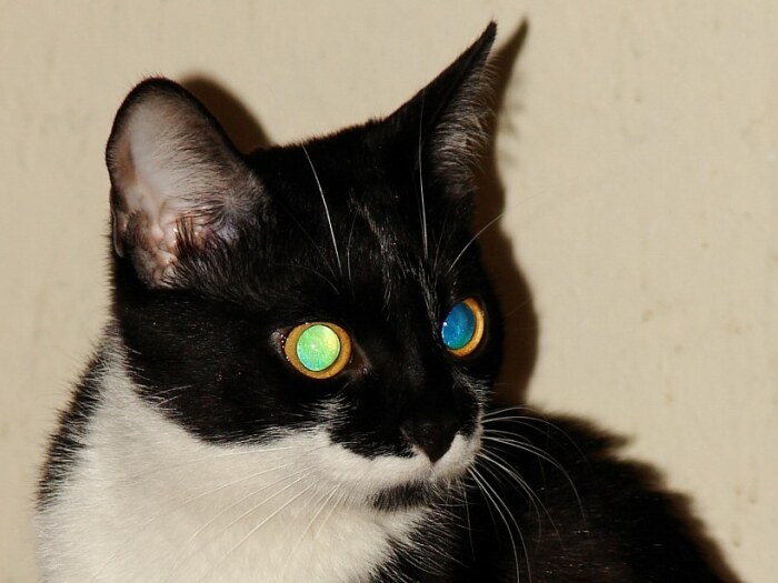 Действие тапетума можно увидеть даже при свете, например, если глаза животного отразят яркую вспышку. ¦Фото: ixbt.photo.