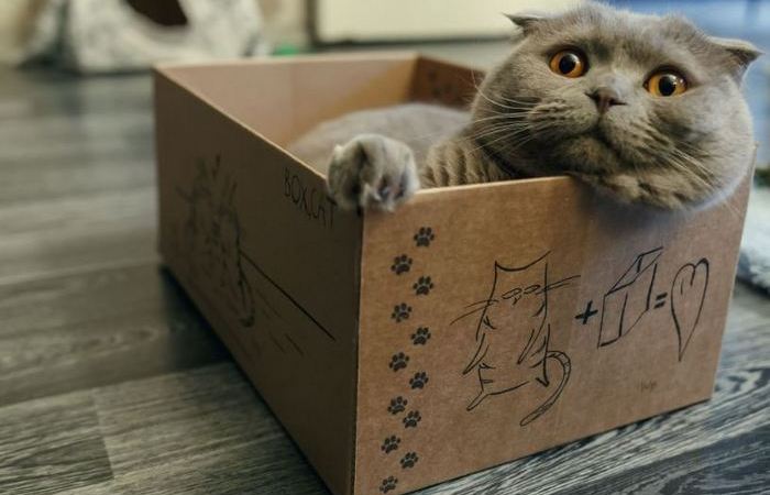 Любовь к коробкам не знает границ. Любовь к коробкам не знает границ.