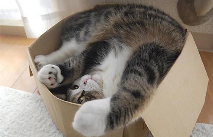 Коробка - это весело! Коробка - это весело!