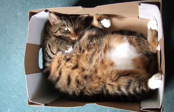 Котам удобно и приятно. Котам удобно и приятно.