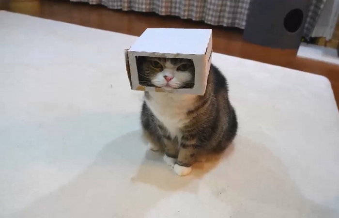 Дайте коту коробку! Дайте коту коробку!