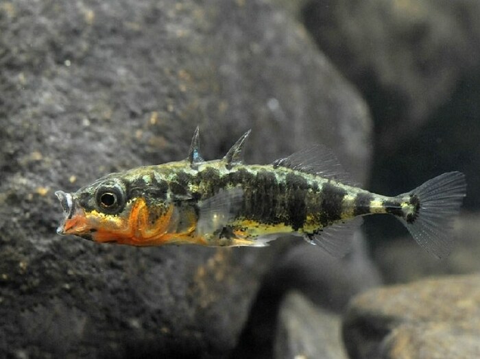 Страшно наглая рыба. |Фото: zelengarden.ru.