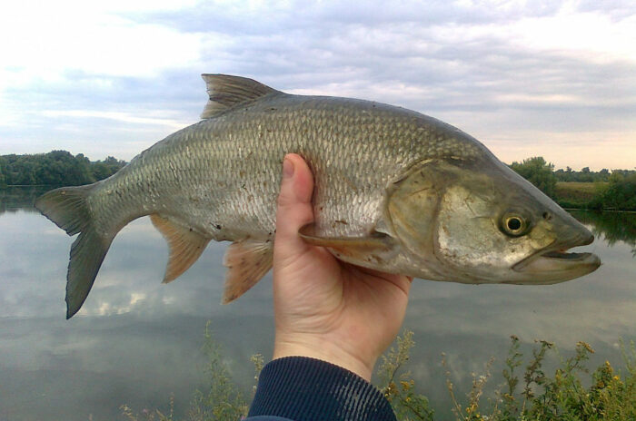 Ловить рыбу интересно. |Фото: activefisher.net.