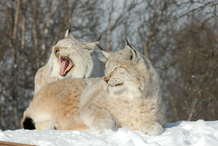 Рыси редко встречаются с волками. |Фото: Twitter.
