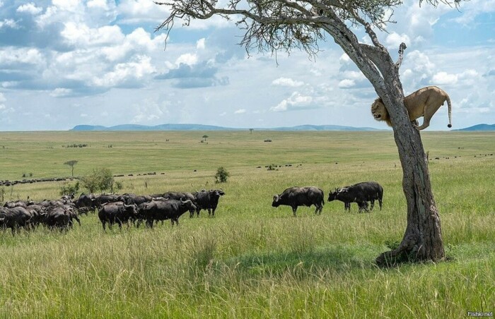 Охота на буйволов пошла не по плану. |Фото: fishki.net.