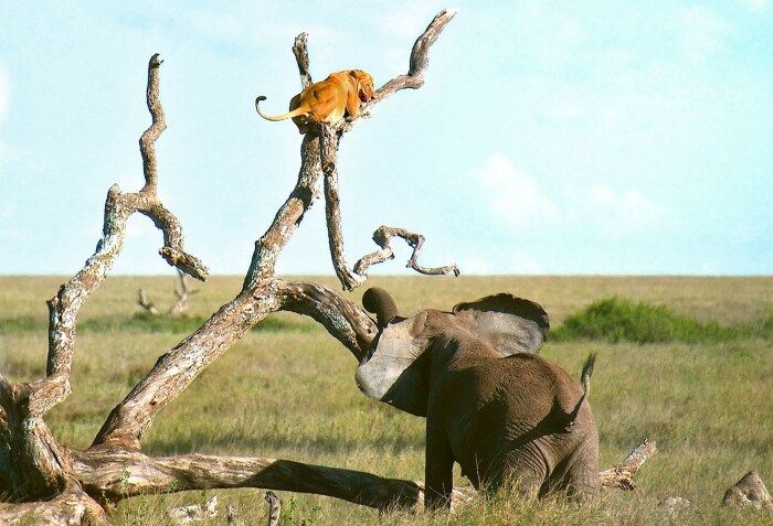Львов на деревья могут загонять не только буйволы. |Фото: wautom.com.
