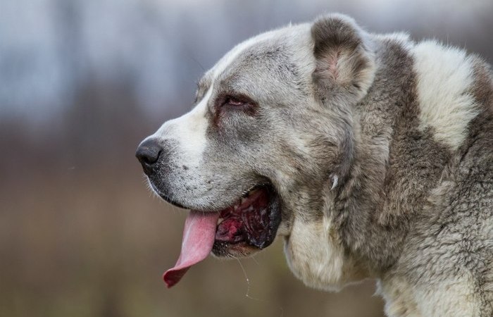 Ест как человек, если не больше!