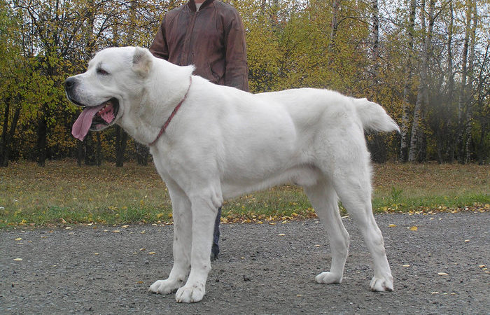 Серьёзная собака.