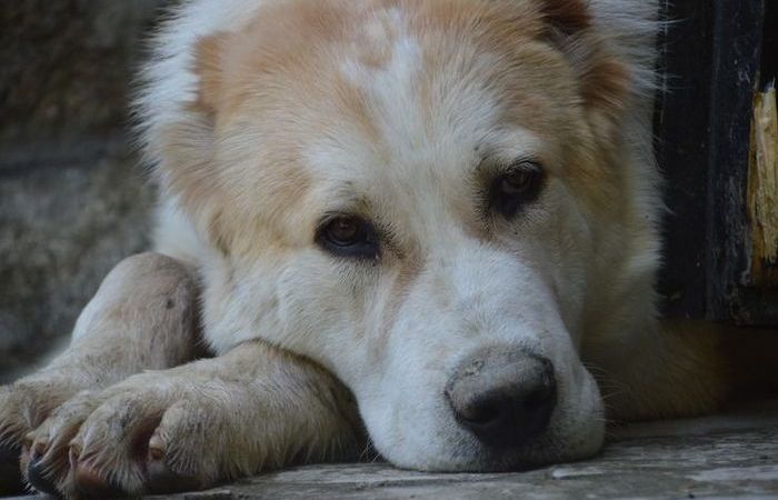 Нуждается во внимании и воспитании.
