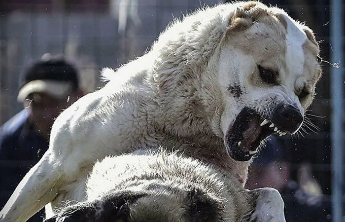 Станет верным другом и защитником.