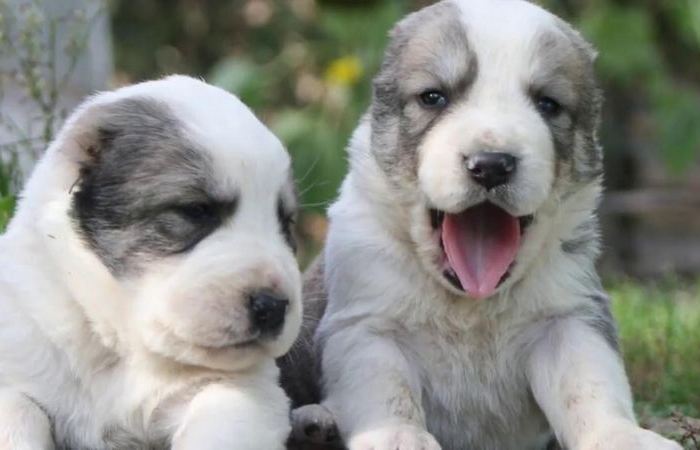 Собака не игрушка!