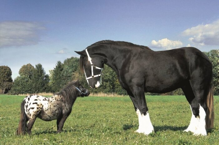 Совершенно очевидно, что лошади бывают разные. ¦Фото: esquire.ru.