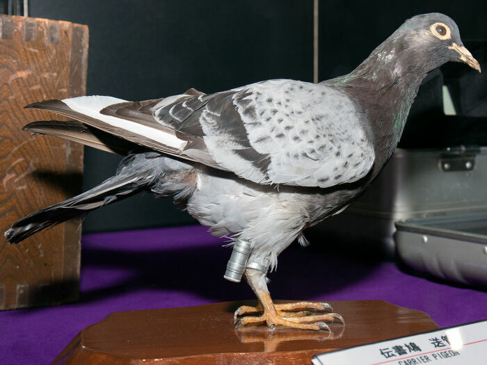 С незапамятных времен голубей используют как почтальонов. |Фото: russkie-perepela.ru.