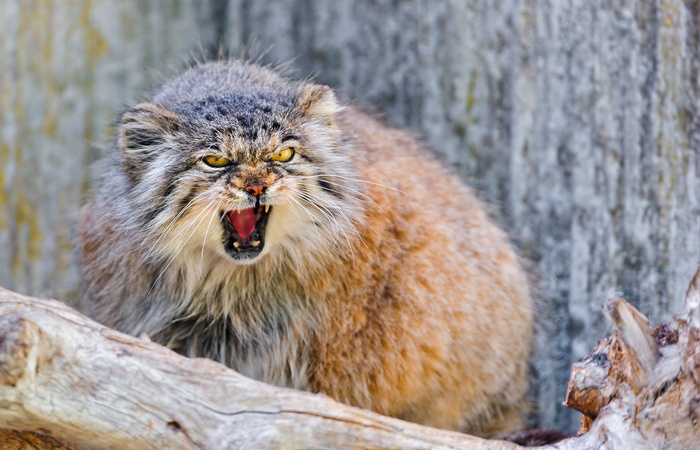 Манула приручить нельзя. Манула приручить нельзя.