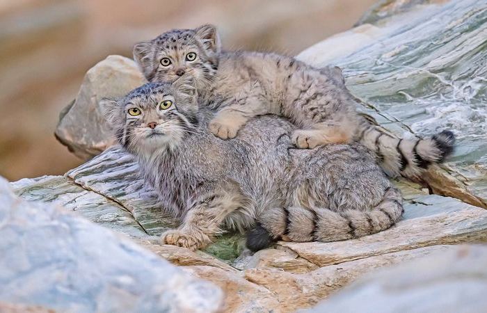 Котята манула. Котята манула.