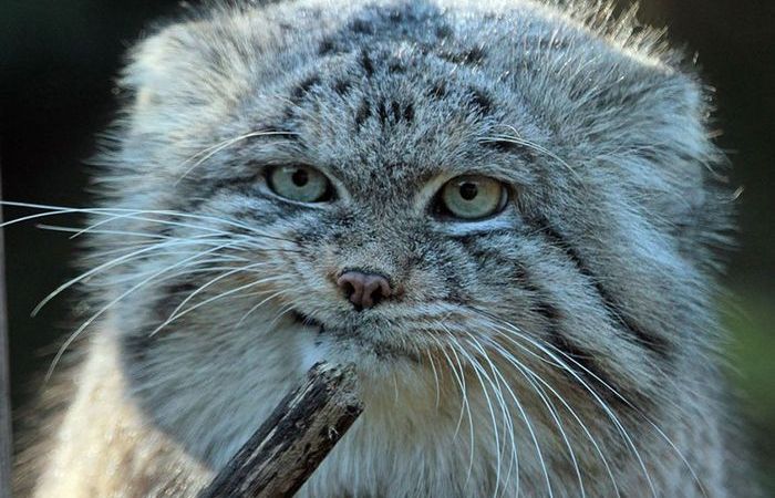 Гордый обитатель Азии. Гордый обитатель Азии.