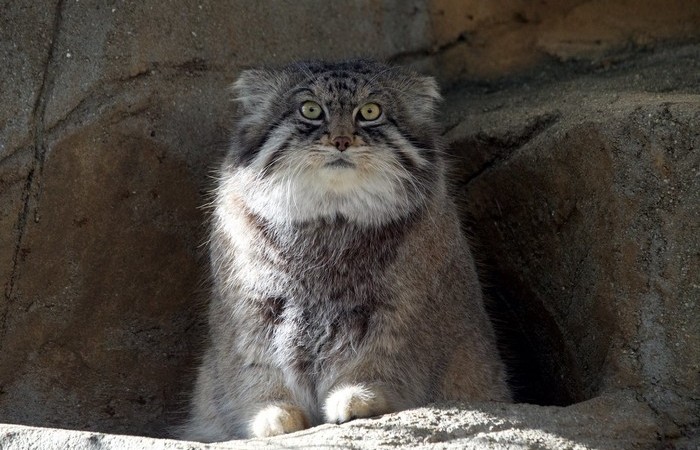 Манул очень пуглив. Манул очень пуглив.