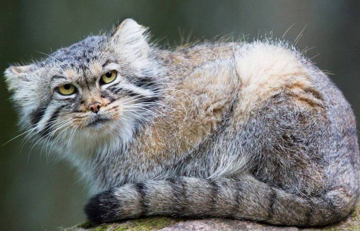 В неволе коту живёт плохо. В неволе коту живёт плохо.