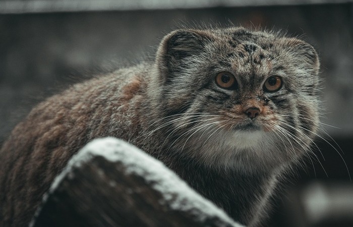 Характер - асоциальный. Характер - асоциальный.