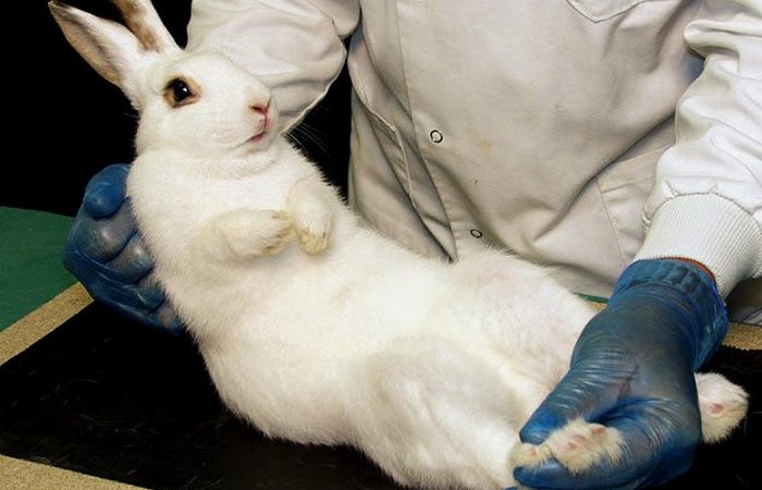 Выращено в лаборатории: пенис кролика.